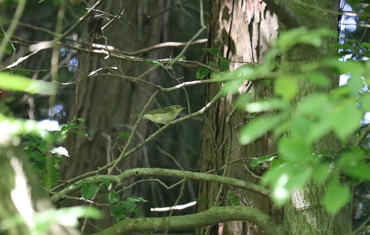 Kamchatka Leaf Warbler - Aline Horikawa