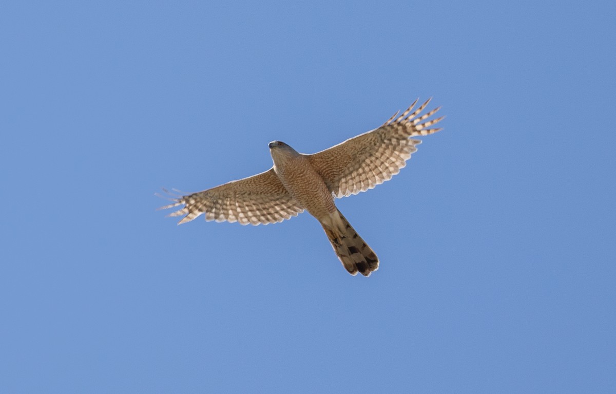 Cooper's Hawk - ML619796503