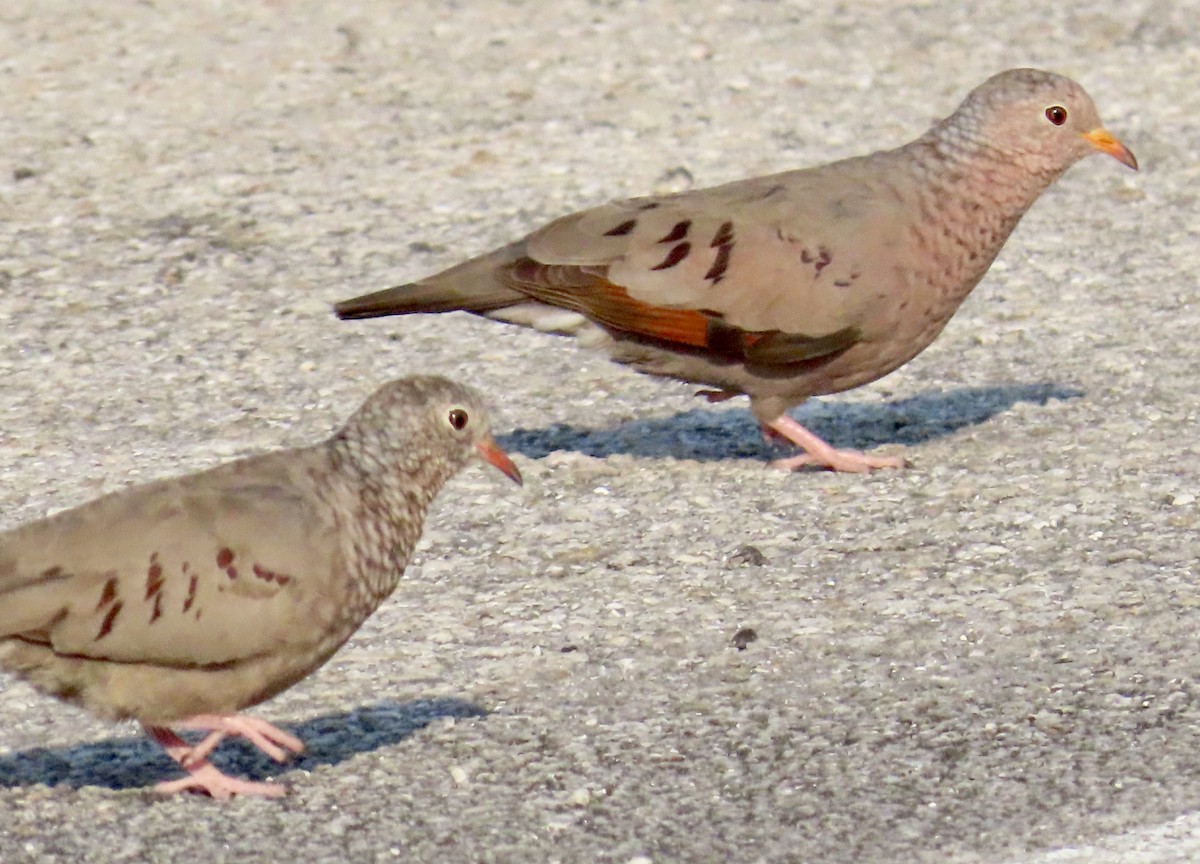 Common Ground Dove - ML619796506