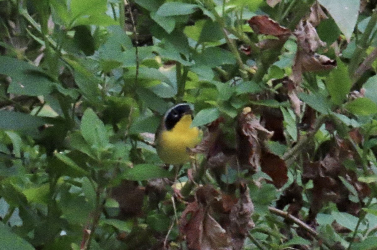 Common Yellowthroat - ML619796516