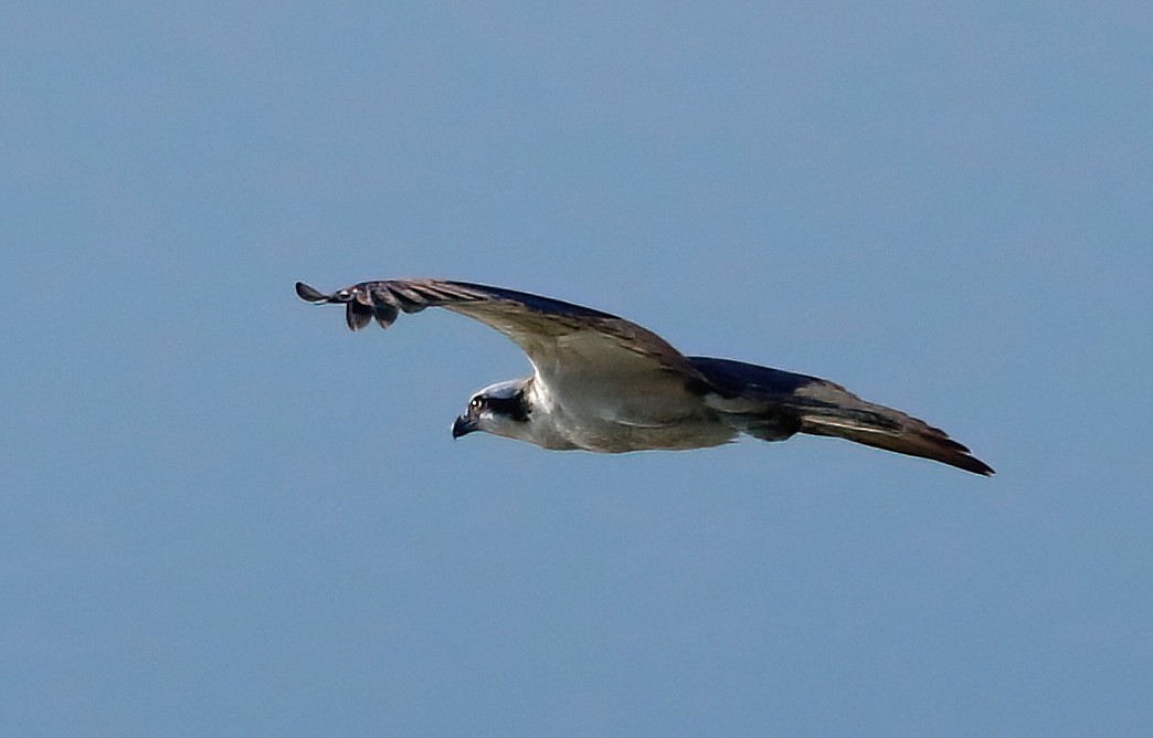 Águila Pescadora - ML619796521