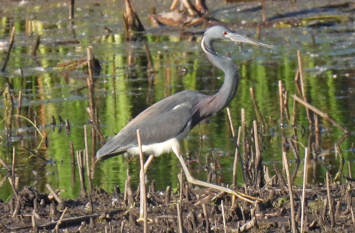 Tricolored Heron - ML619796524