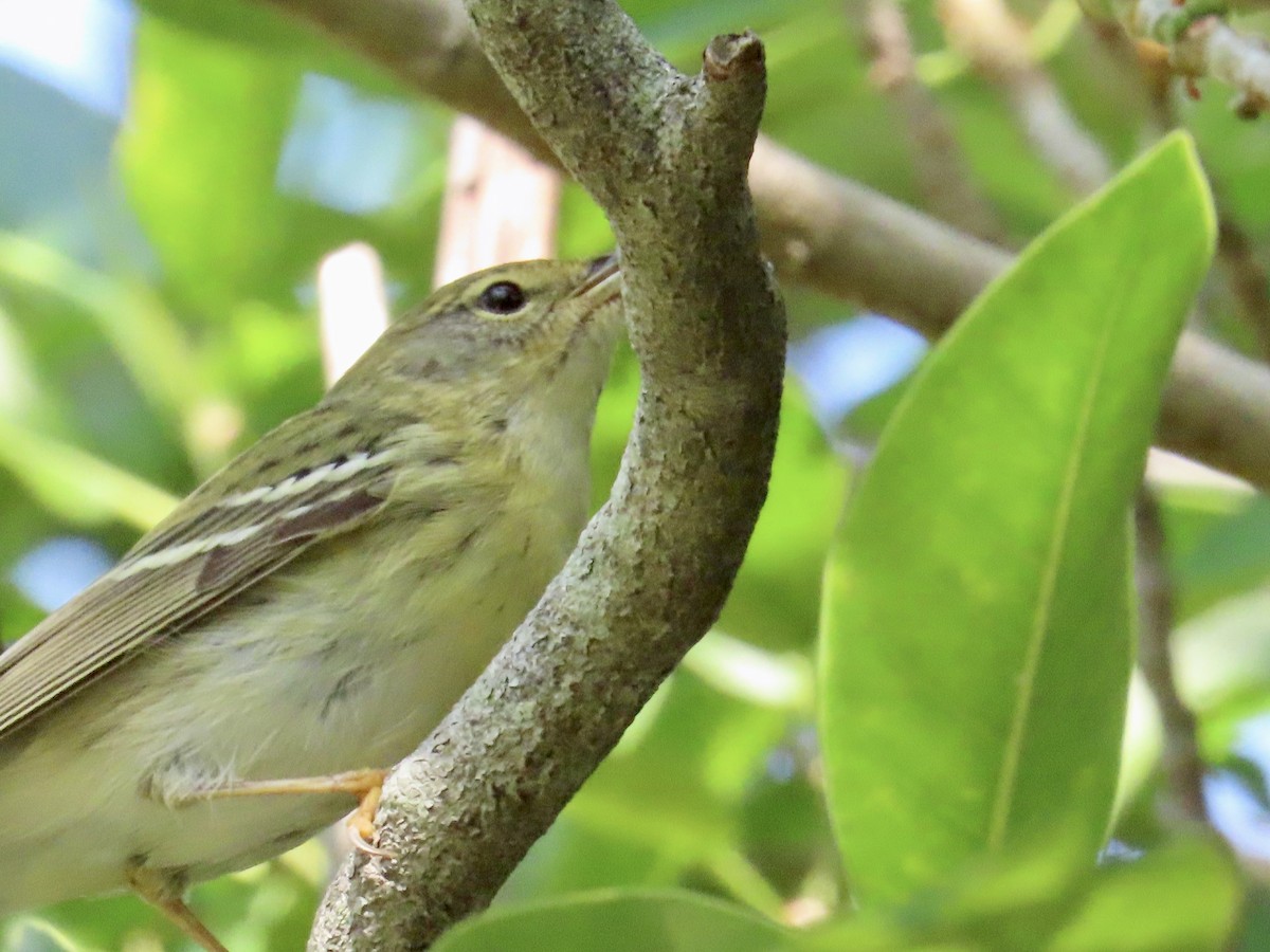 Blackpoll Warbler - ML619796539