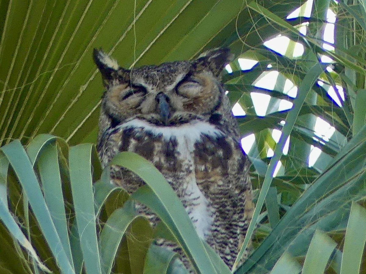 Great Horned Owl - ML619796552