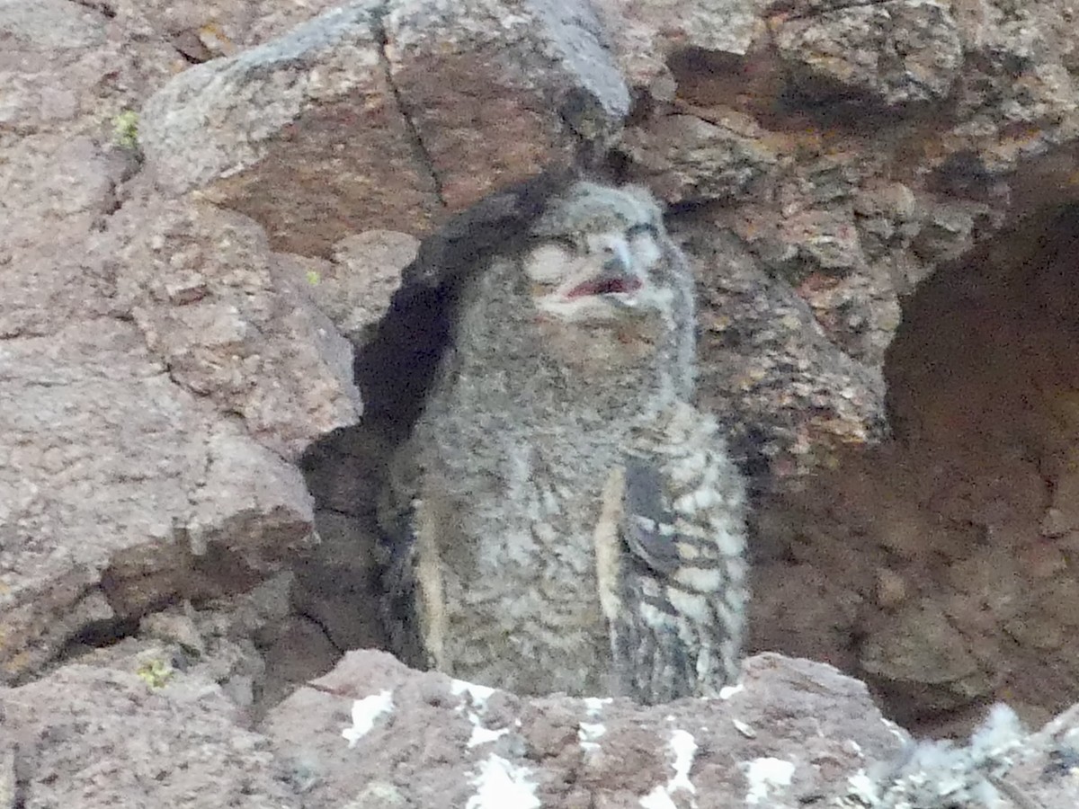 Great Horned Owl - ML619796553