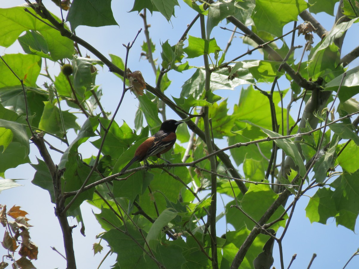 Orchard Oriole - ML619796556