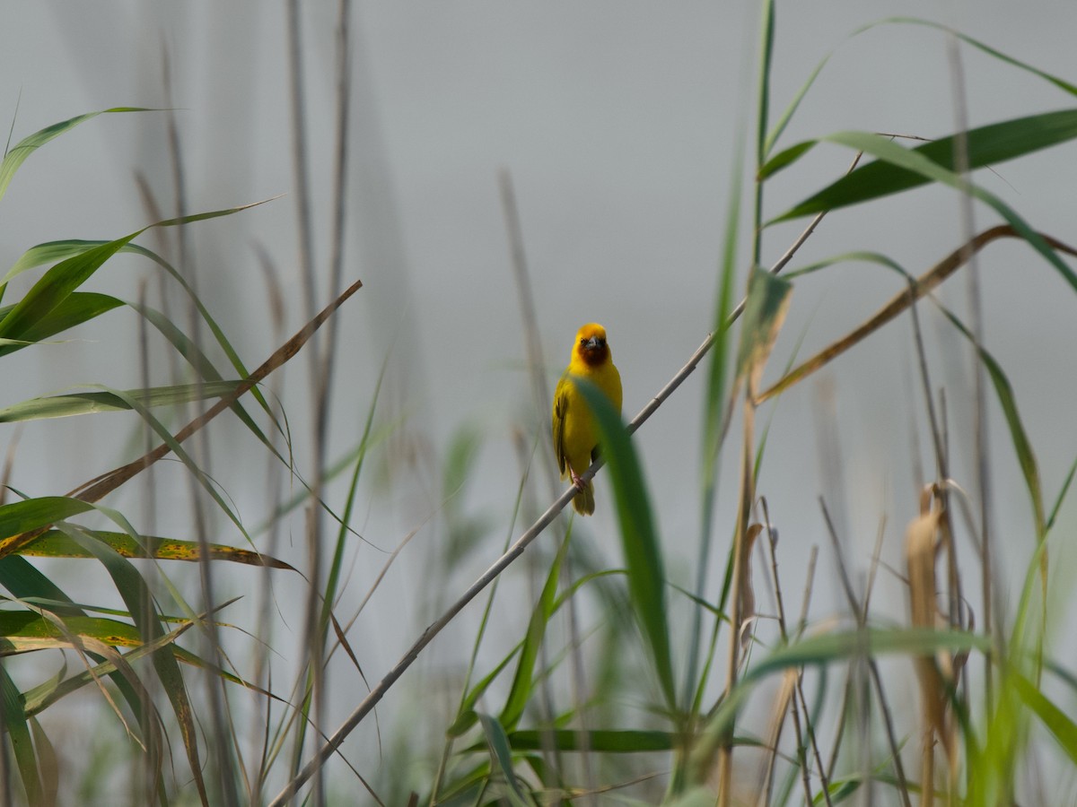 Southern Brown-throated Weaver - ML619796575