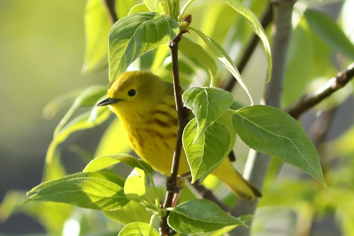 Paruline jaune - ML619796611