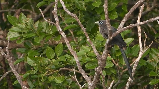 Blue-faced Malkoha - ML619796622