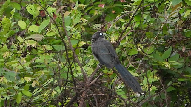 Blue-faced Malkoha - ML619796627