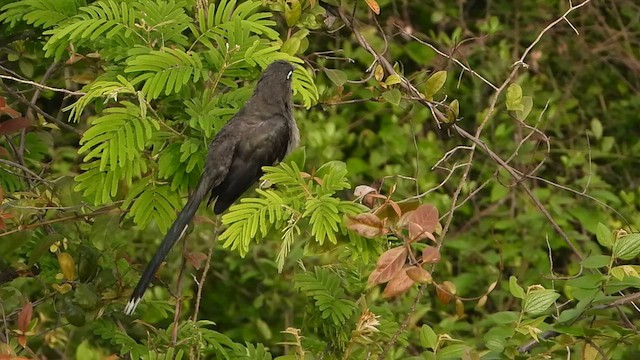 Blue-faced Malkoha - ML619796629