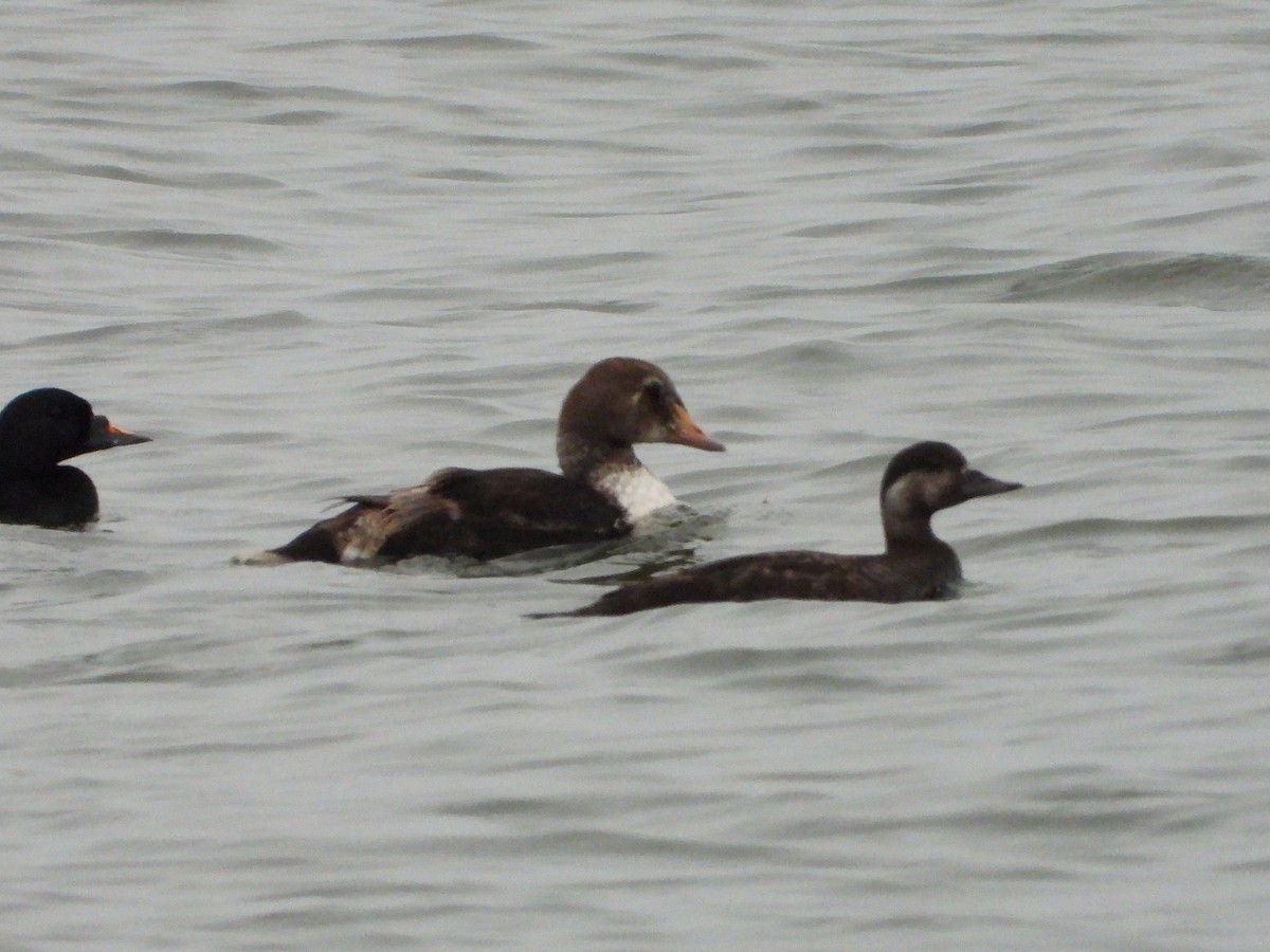 King Eider - ML619796644