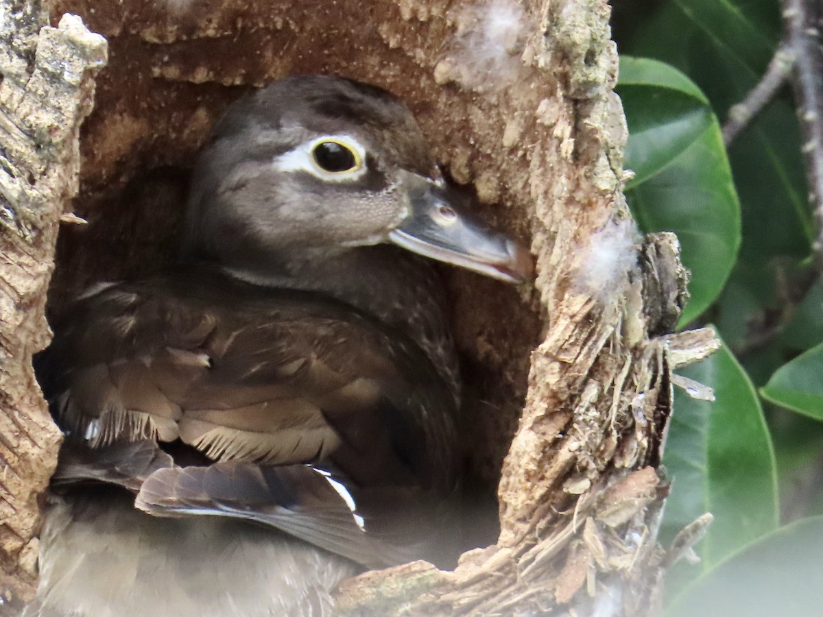 Wood Duck - ML619796646