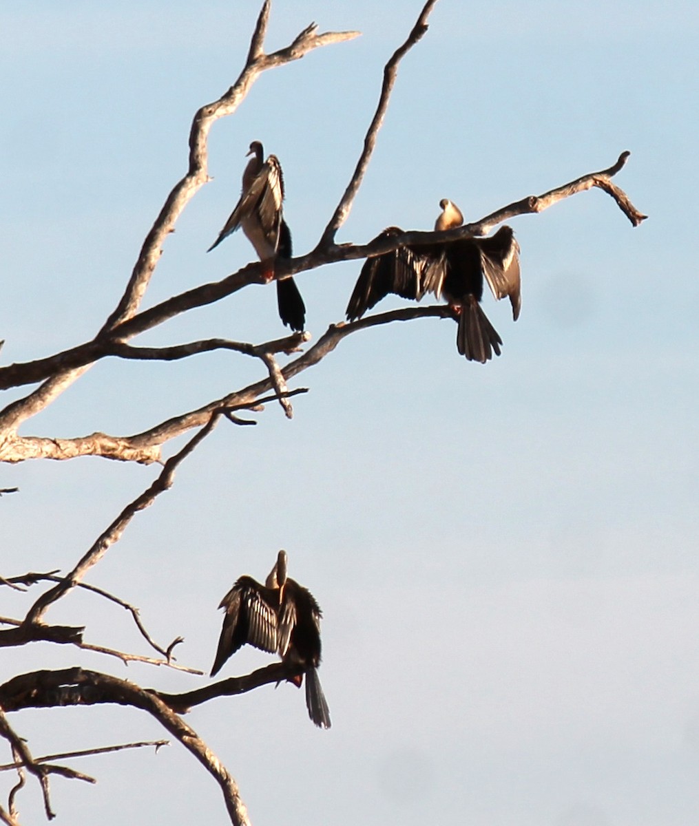 Australasian Darter - ML619796647