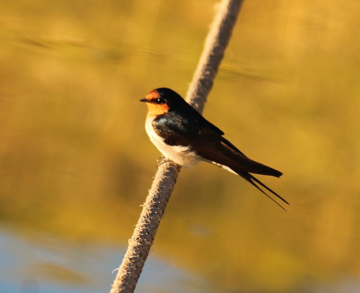 Golondrina Australiana - ML619796654