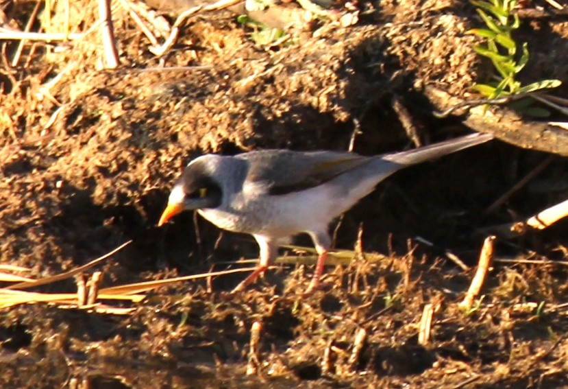 Noisy Miner - ML619796667