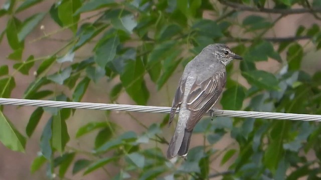 Black-headed Cuckooshrike - ML619796675