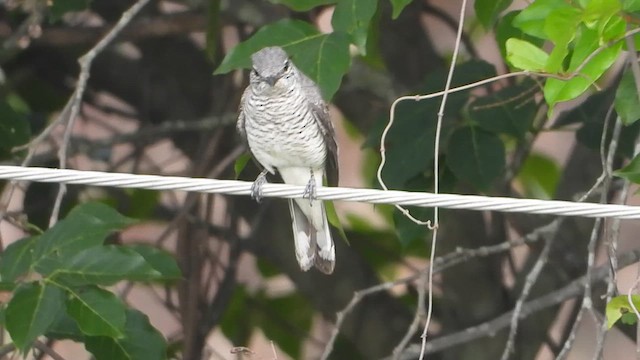 Black-headed Cuckooshrike - ML619796677