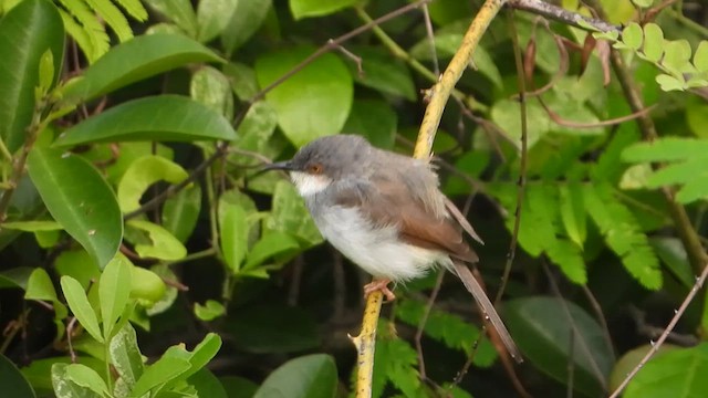 Gray-breasted Prinia - ML619796689