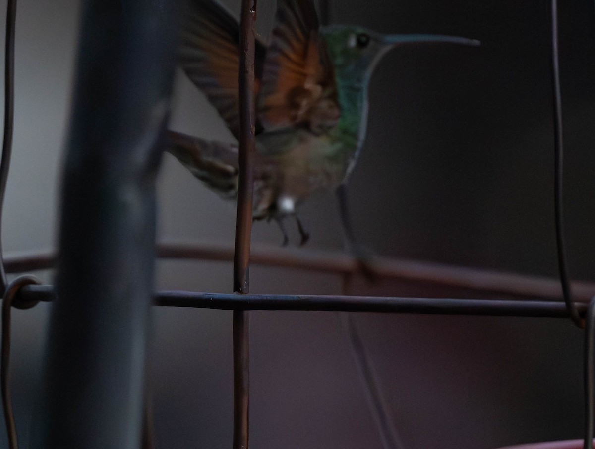 kolibřík mexický - ML619796700