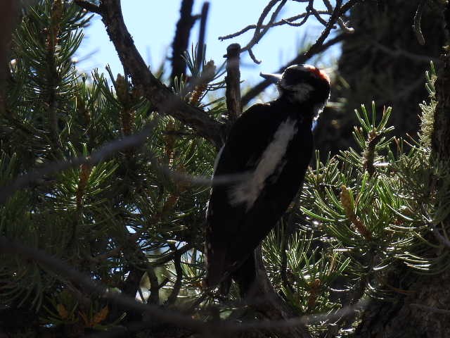 Hairy Woodpecker - ML619796746