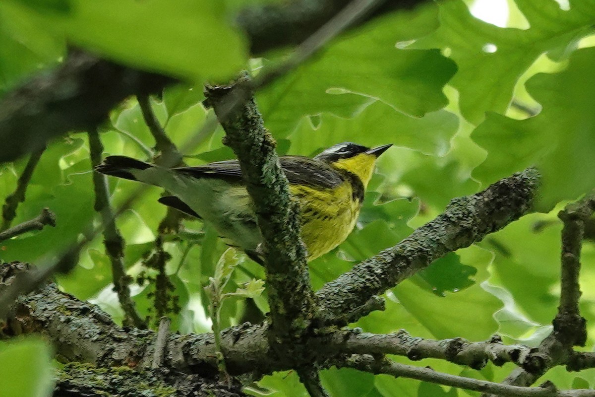 Magnolia Warbler - ML619796787