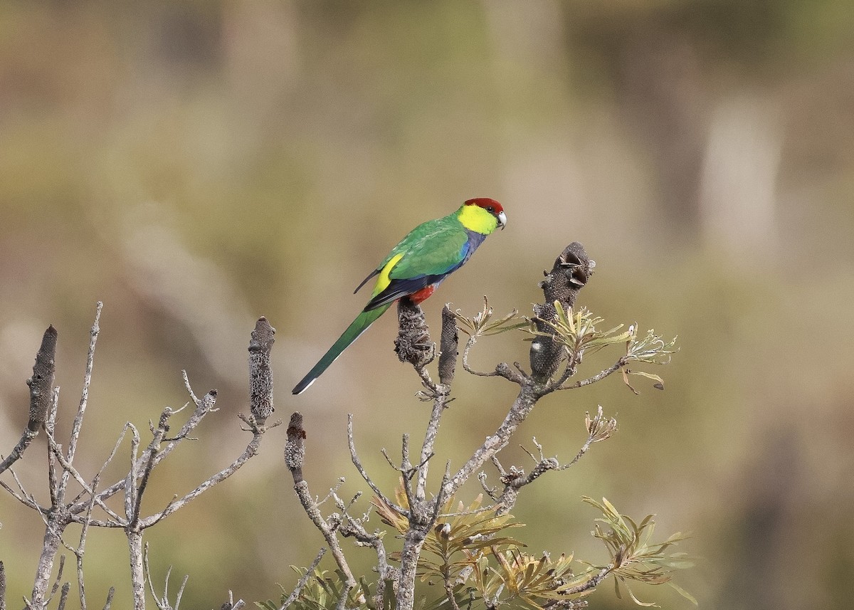 Red-capped Parrot - ML619796807