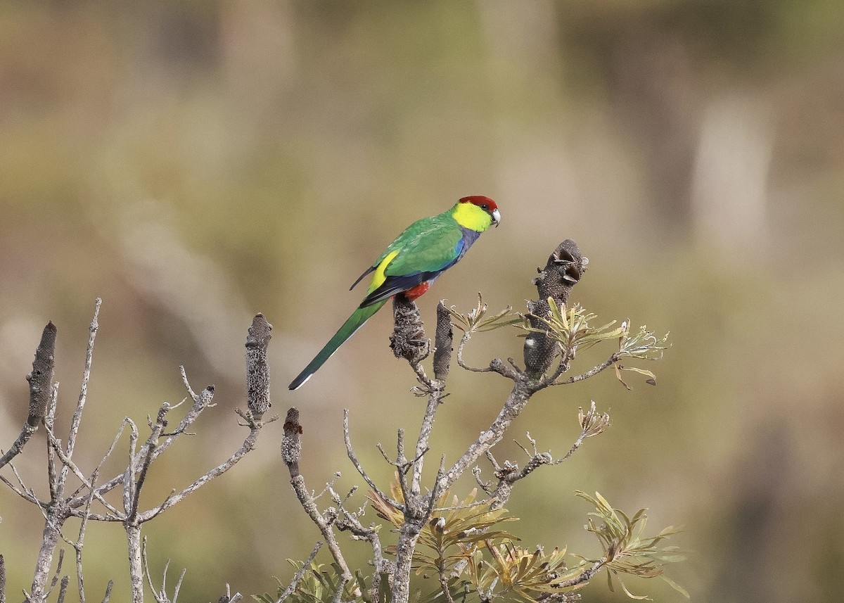 Perico Capelo - ML619796807