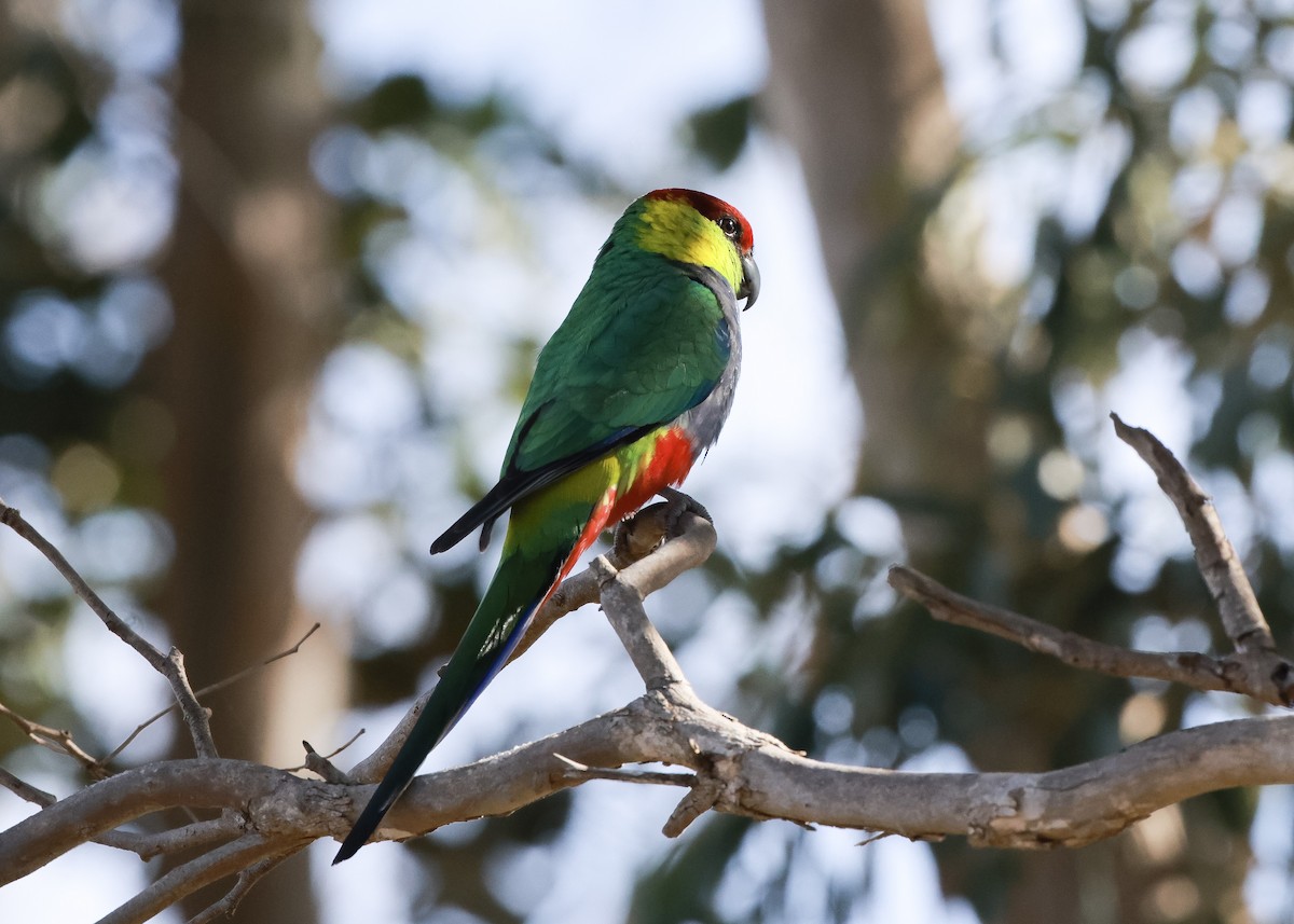 Perico Capelo - ML619796808