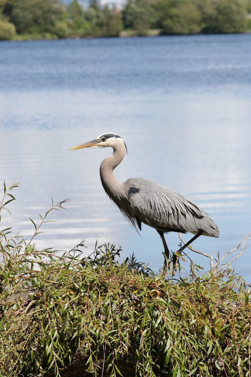 Great Blue Heron - ML619796809