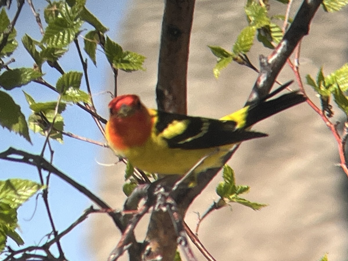 Western Tanager - ML619796854