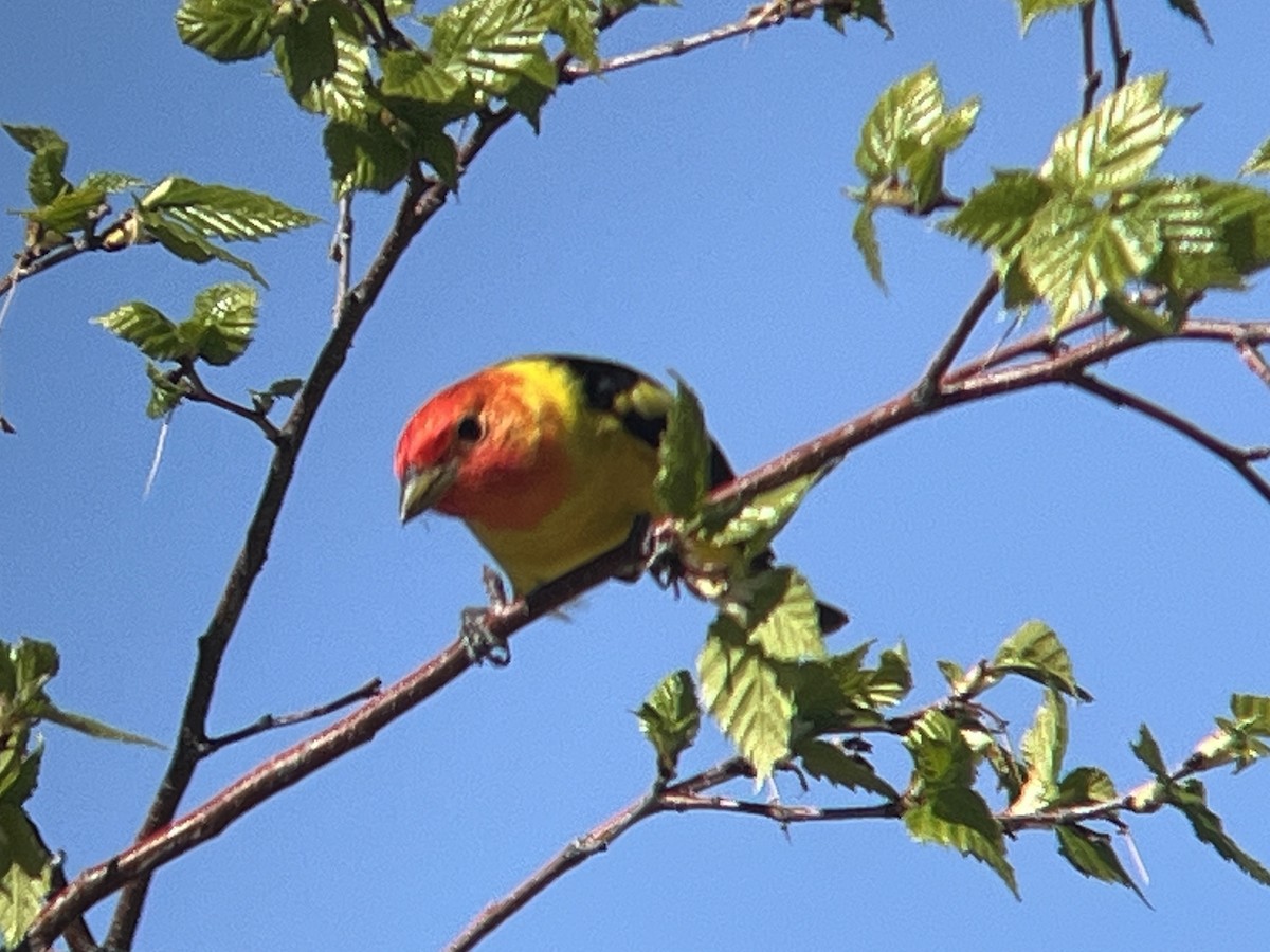 Western Tanager - ML619796855