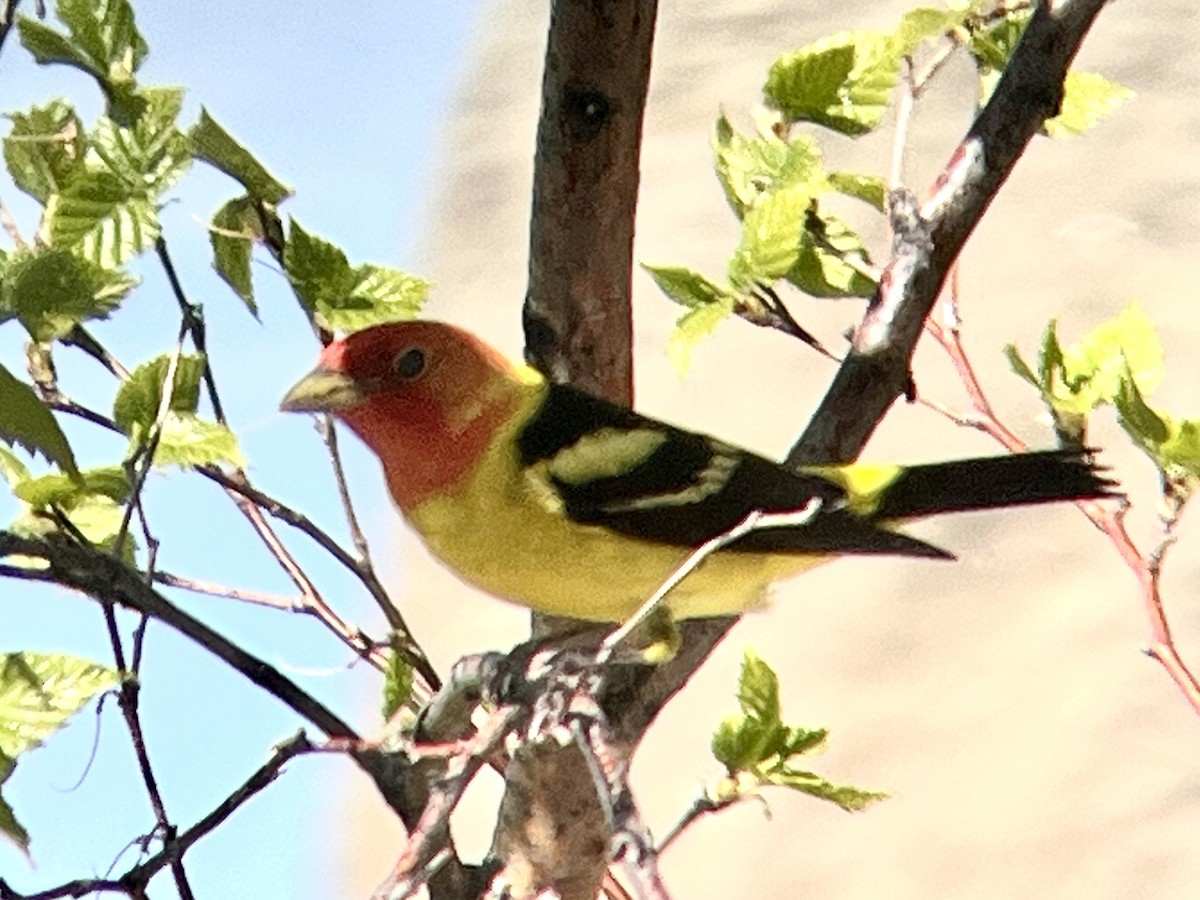 Western Tanager - ML619796856