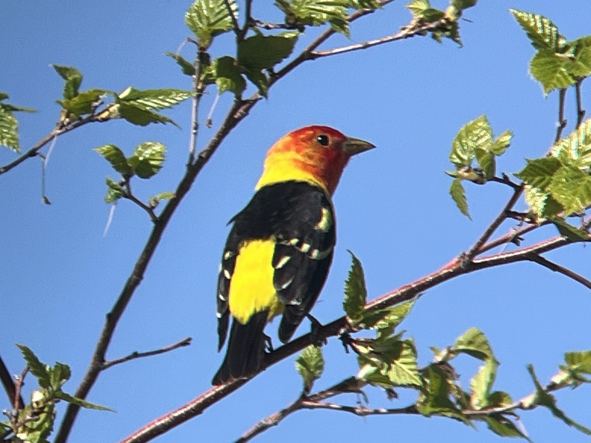 Western Tanager - ML619796857