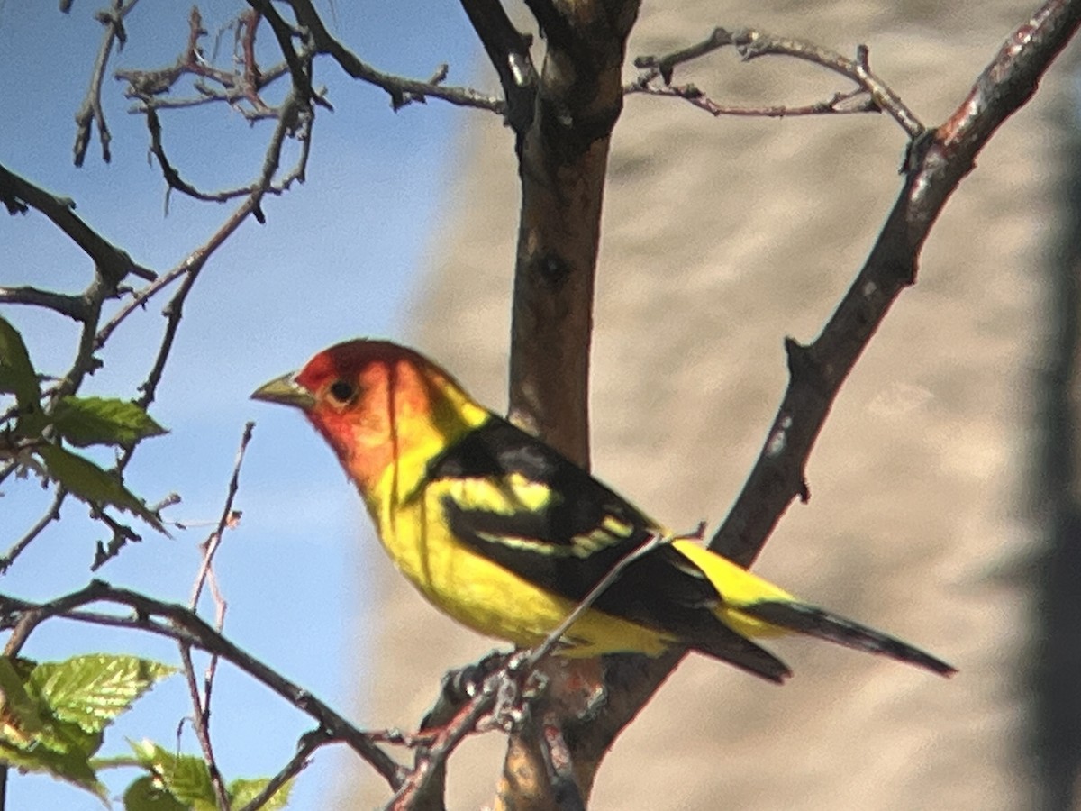 Western Tanager - ML619796858