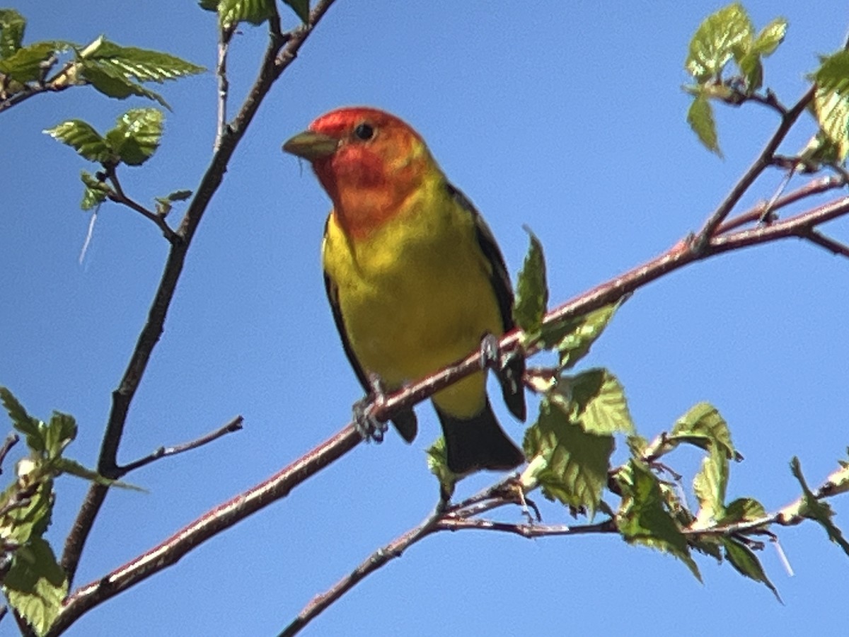 Western Tanager - ML619796859