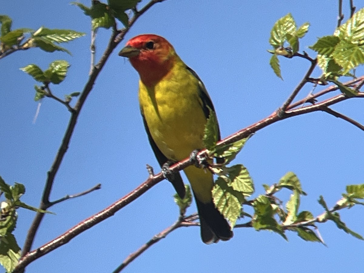 Western Tanager - ML619796860