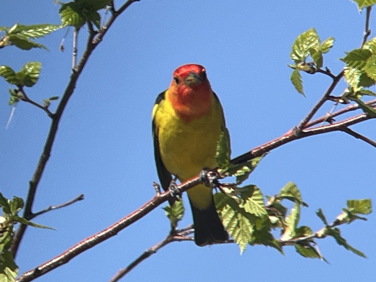Western Tanager - ML619796861