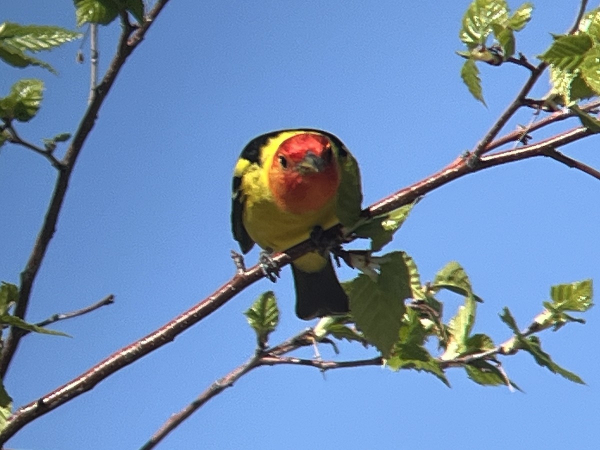 Western Tanager - ML619796862