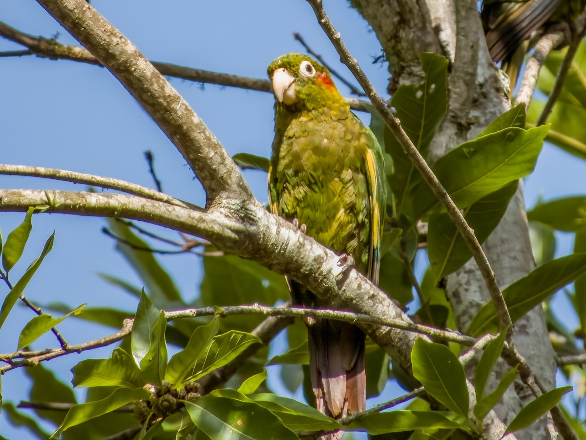 Sulphur-winged Parakeet - ML619796871