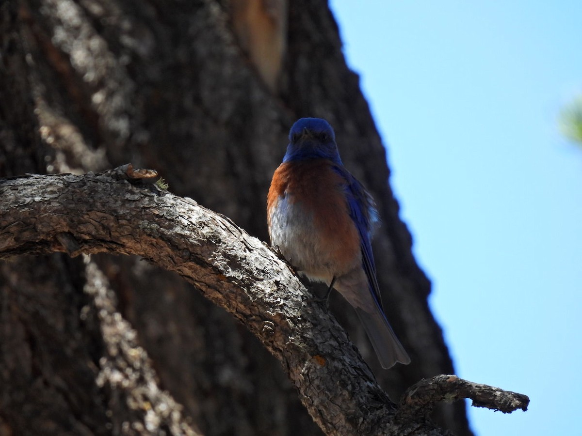 Western Bluebird - ML619796878