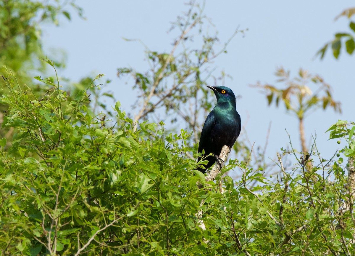 Black-bellied Starling - Nick Leiby