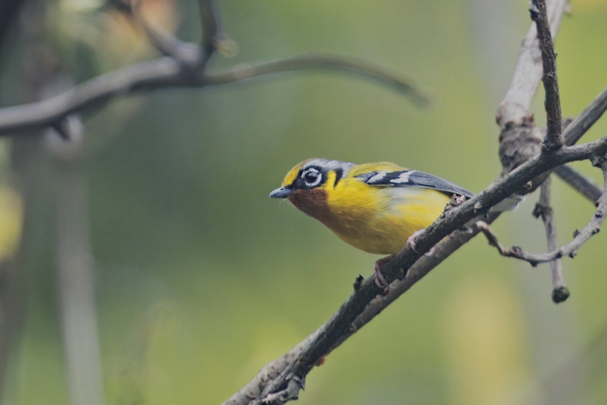 Black-eared Shrike-Babbler - ML619796882