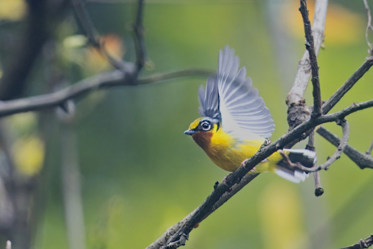 Black-eared Shrike-Babbler - ML619796883