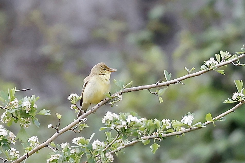 Melodious Warbler - ML619796892