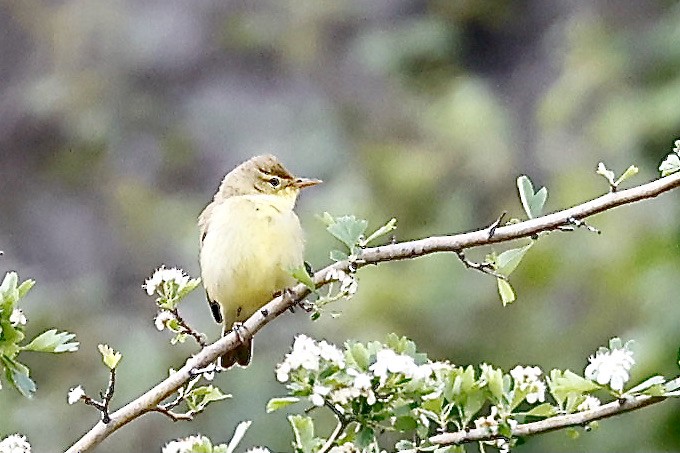 Melodious Warbler - ML619796893