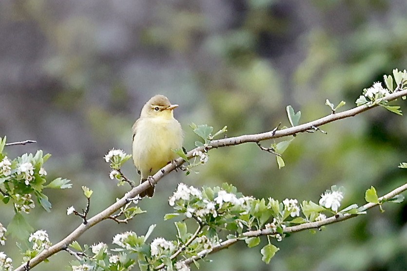 Melodious Warbler - ML619796894
