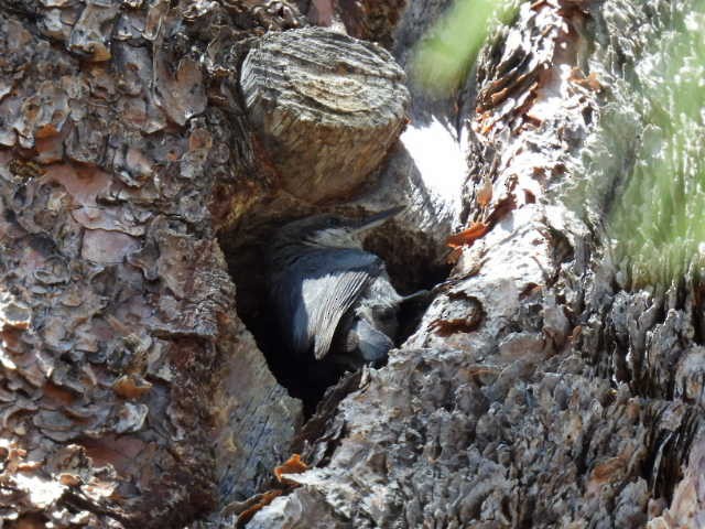 Pygmy Nuthatch - ML619796898