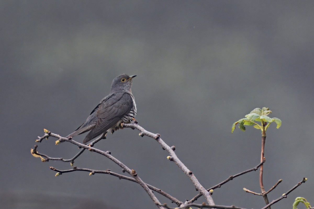 Lesser Cuckoo - ML619796921