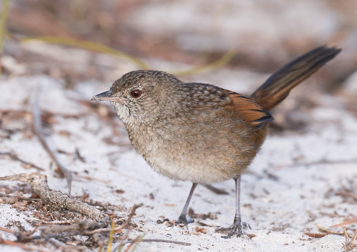 Western Bristlebird - ML619796924